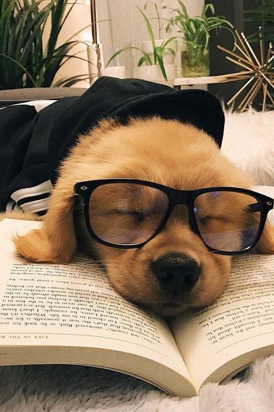 Pet Products